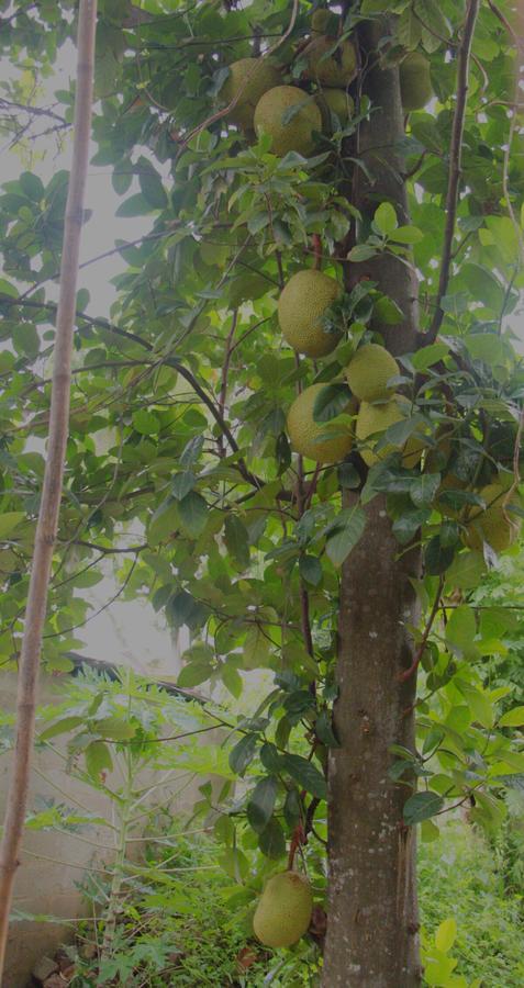 Coco Home Negombo Dış mekan fotoğraf